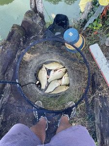 Crucian Carp