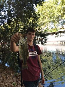 Largemouth Bass