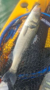 European Bass (Seabass)