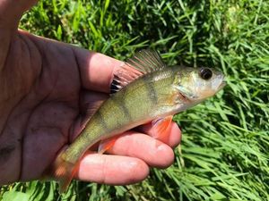 European Perch