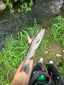 Brown Trout