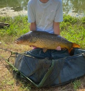 Common Carp