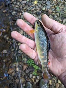 Brown Trout