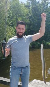 European Eel (Common Eel)