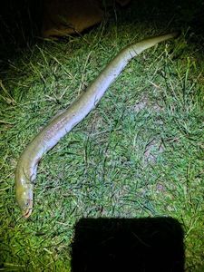 European Eel (Common Eel)