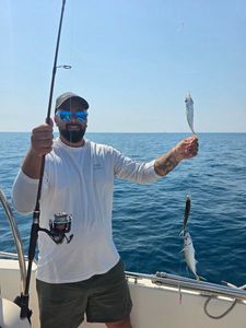 Mediterranean Horse Mackerel