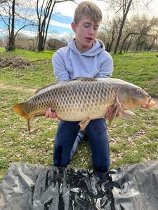 Common Carp