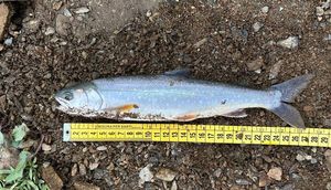 Arctic Char