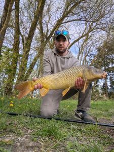 Common Carp