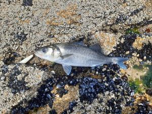 European Bass (Seabass)