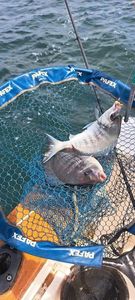 Black Seabream