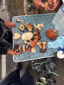 Champignons