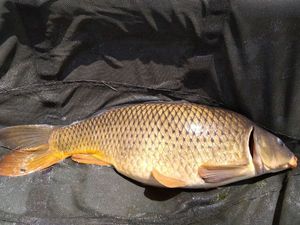 Common Carp