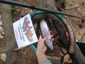 Rainbow Trout