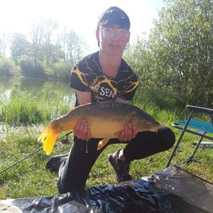 Common Carp