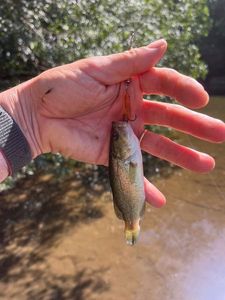 Largemouth Bass