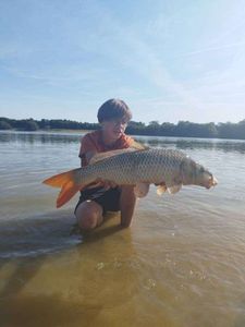 Common Carp