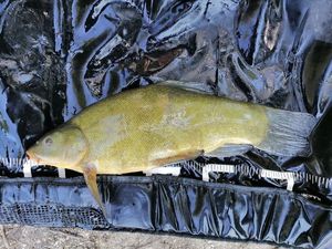 Tench