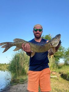 Northern Pike