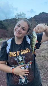 European Perch