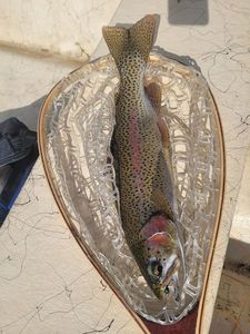 Rainbow Trout