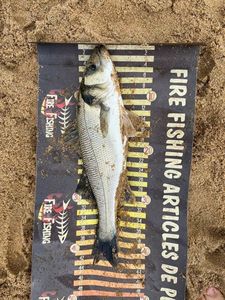 European Bass (Seabass)
