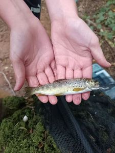 Brown Trout