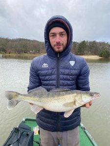 Zander