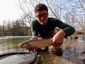 Brown Trout