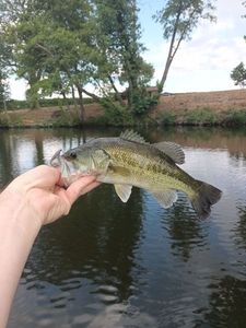 Largemouth Bass