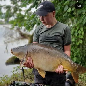 Mirror Carp