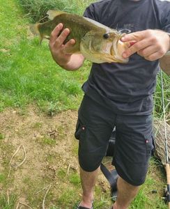 Largemouth Bass