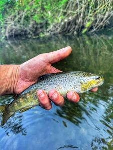 Brown Trout
