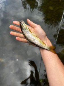 Brown Trout