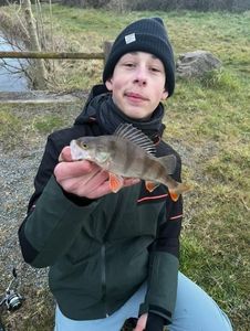 European Perch