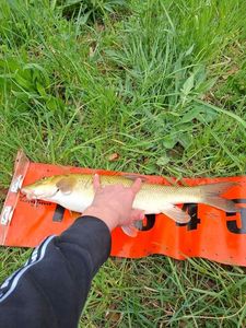 Barbel