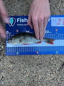 European Perch