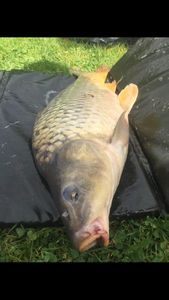 Common Carp