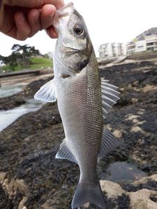 European Bass (Seabass)