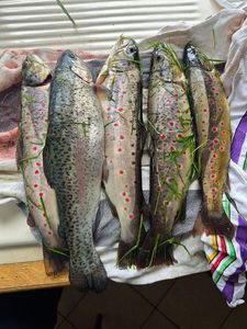 Rainbow Trout