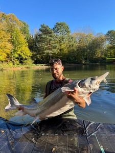 Beluga Sturgeon (European Sturgeon)