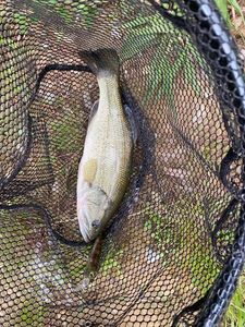 Largemouth Bass