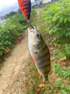 European Perch
