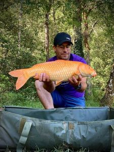 Koï Fish