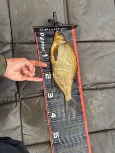 Common Bream