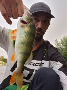 European Perch
