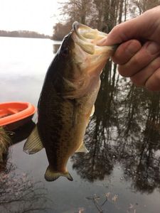 Largemouth Bass