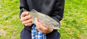 Rainbow Trout