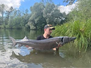 Siberian Sturgeon