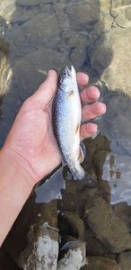 Brook Trout